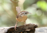 Carolina Wren