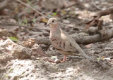Common-ground Dove
