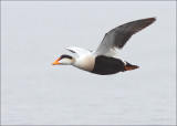 Common Eider