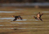 Crested Auklet