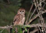 California Spotted Owl