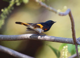 American Redstart