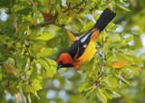 Spot breasted Oriole