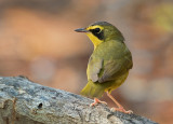 Kentucky Warbler