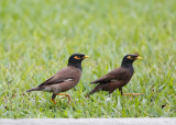 Common Myna