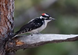 Hairy Woodpecker