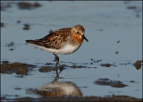 Red-necked Stint