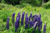 Lupine wildflowers