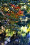 Autumn reflection