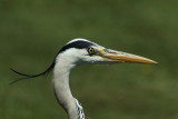 Ardea cinerea