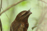 Sri Lanka Frogmouth