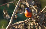 Painted Bunting