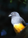 Black-headed Trogon