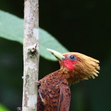 Chestnut-colored Woodpecker