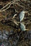 Heron on the Water