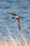 Whimbrel