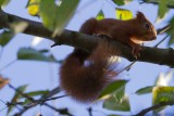 Eichhörnchen | Squirrel | Sciurus vulgaris