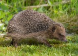 Igel | Hedgehog | Erinaceus europaeus