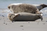 Seehund | Common Seal | Phoca vitulina