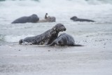 Kegelrobbe | Grey seal | Halichoerus grypus