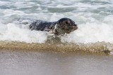 Seehund | Common Seal | Phoca vitulina