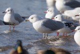 Ringschnabelmöwe | Ring-billed Gull | Larus delawarensis