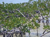What? You cant see that bonefish just next to that little mangrove? 1718.jpg
