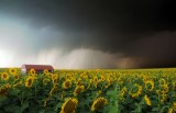 Drama over the Sunflowers Field