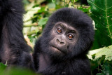 Uganda Safari 2014