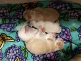 9 Days Old-All Four