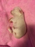 15 Days Old White Girl Pup