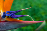 Strelitzia reginae