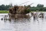 Palm Fronds for Trapping Fish