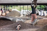 Sifting Palm Nuts from Their Shells