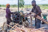 Pressing the Juice out of Sugarcane