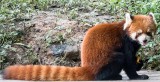 Red Panda