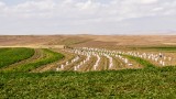 Harvesting Sugar Beets