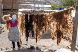 Drying Raw Wool
