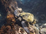 The first of many snorkeling photos