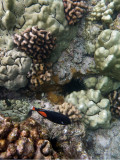 Achilles tang sharing water with a few urchins