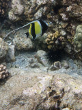 Moorish Idol