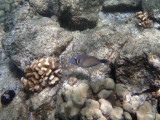 Boomerang Triggerfish(?)