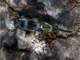 Spiny Puffer Fish
