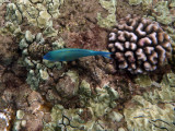 How bout we just call this one Pretty Blue-hued Fish