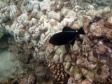 Black Durgon