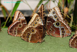 Morpho Convention @Butterfly Wonderland