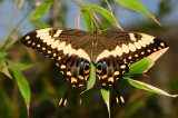 Emperor Swallowtail @ Butterfly Wonderland