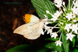 Great Orange Tip @Butterfly Wonderland