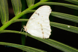 White Morpho @ Butterfly Wonderland