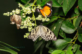 Paper Kite between 2 Leopard Lacewings @ Butterfly Wonderland